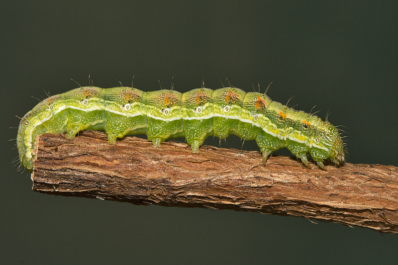 Bruco di Helicoverpa armigera